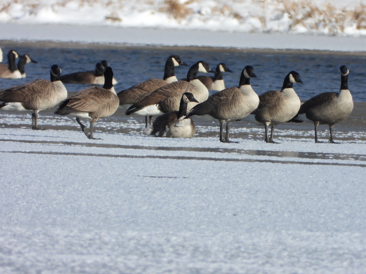 Branta kanadar handia - ML646994511