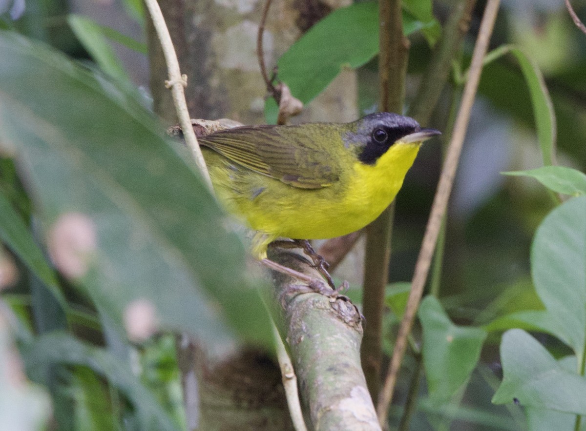 Brasiliengelbkehlchen - ML646994513