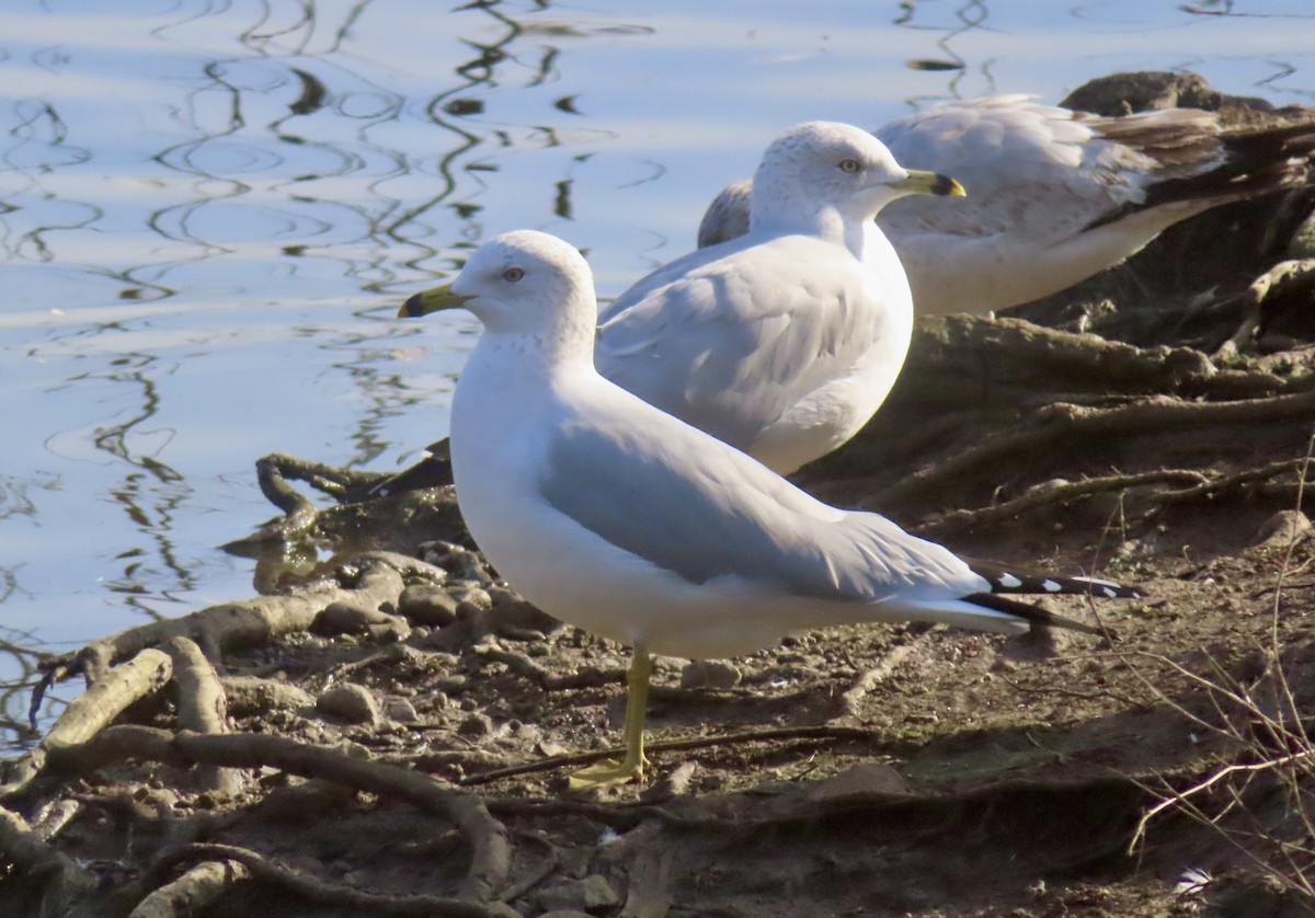 Goéland à bec cerclé - ML646994516