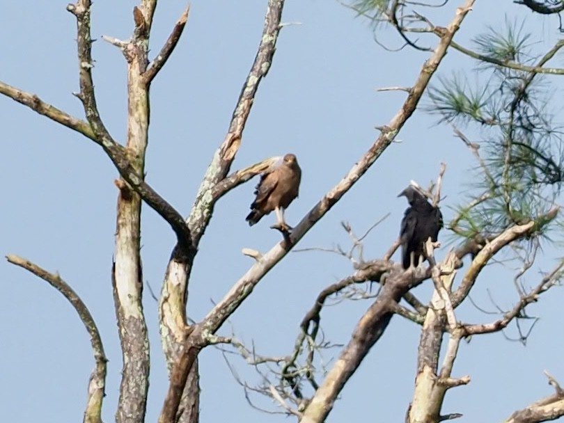 Канюк-крабоїд рудий - ML646994518