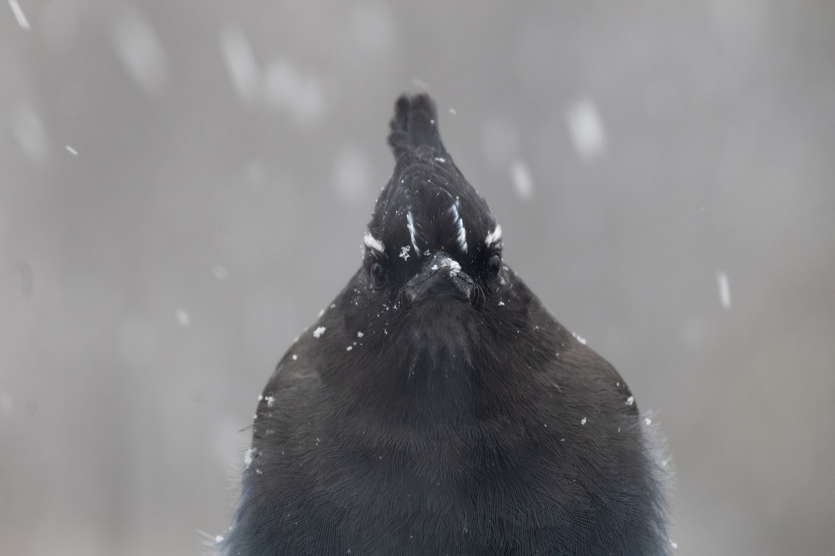 Steller Kargası - ML646994519