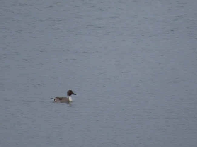 Шилохвость - ML646994526