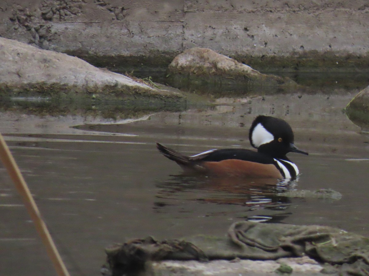 morčák chocholatý - ML646994534