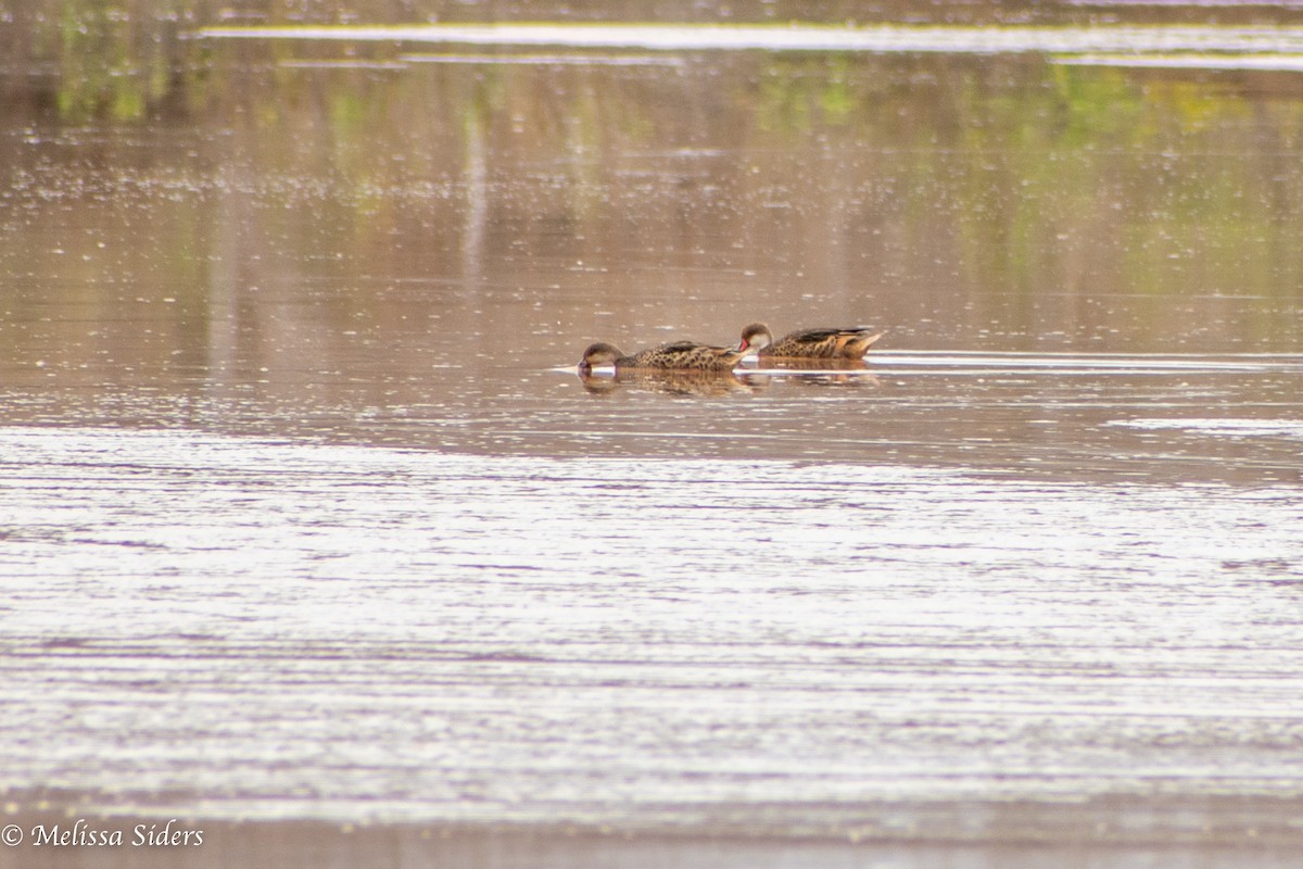White-cheeked Pintail - ML646994535