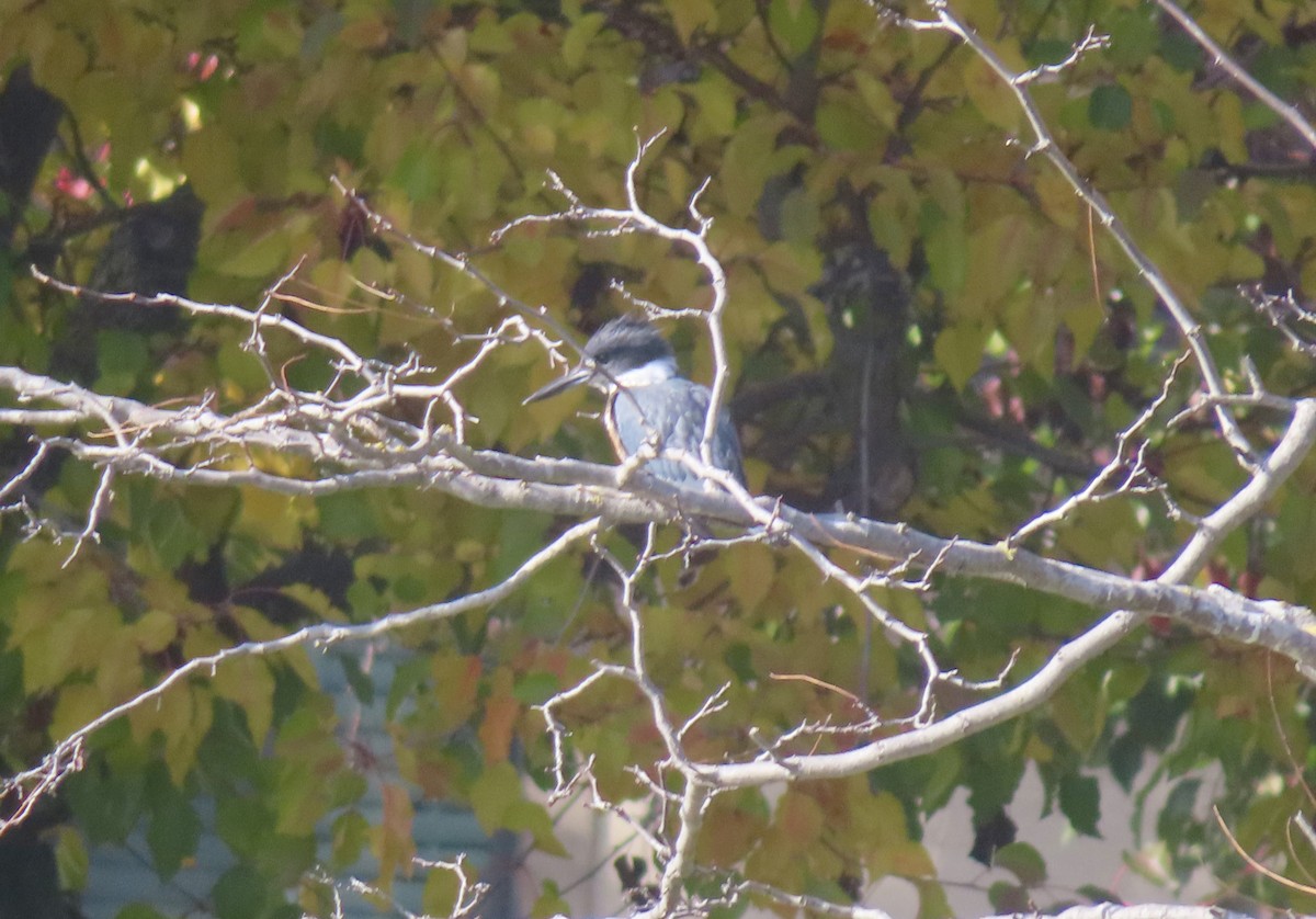 Martin-pêcheur d'Amérique - ML646994536