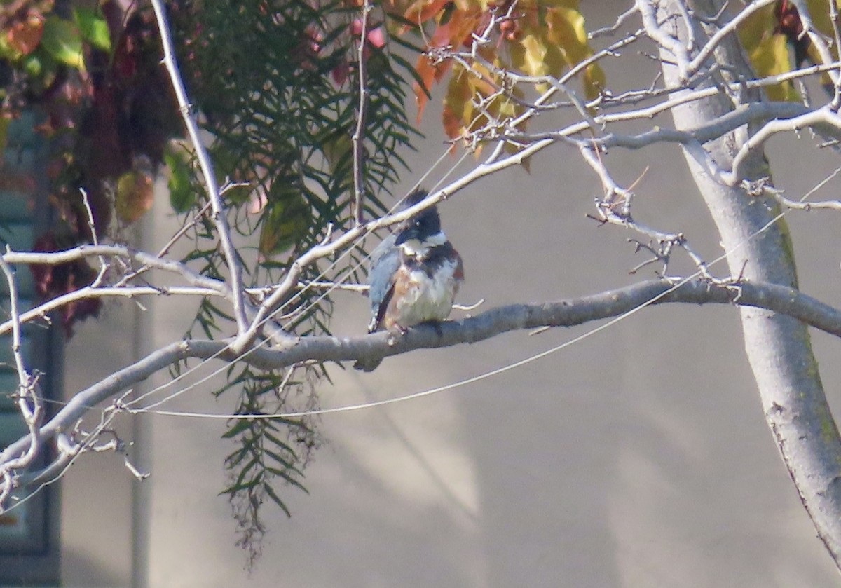Martin-pêcheur d'Amérique - ML646994537