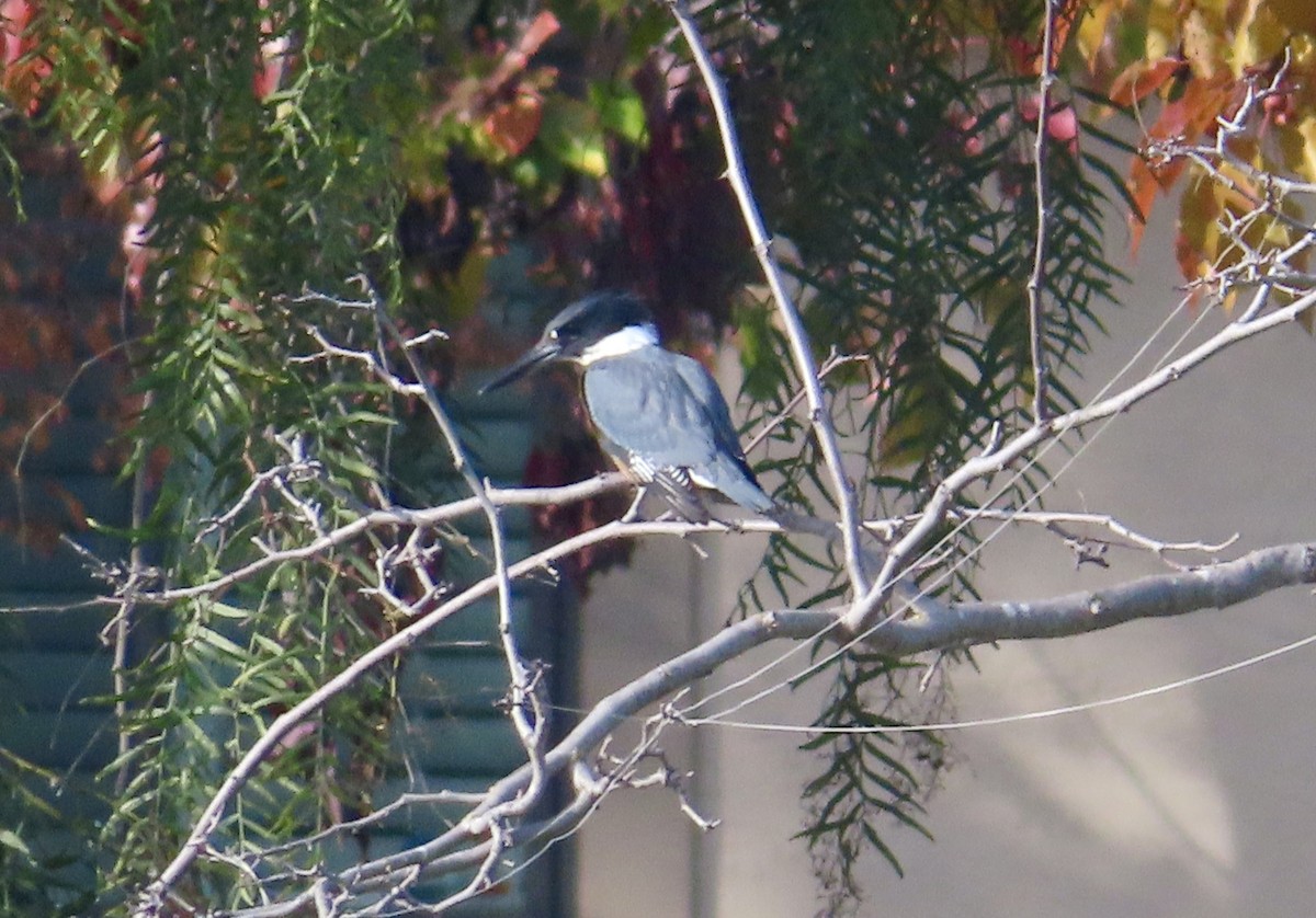 Martin-pêcheur d'Amérique - ML646994538