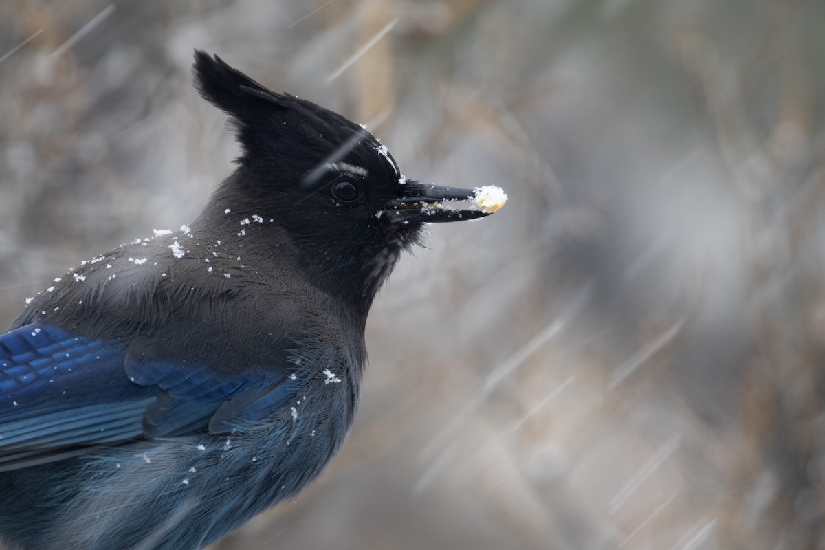 Steller Kargası - ML646994541