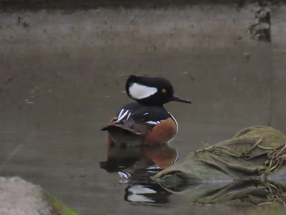 morčák chocholatý - ML646994542