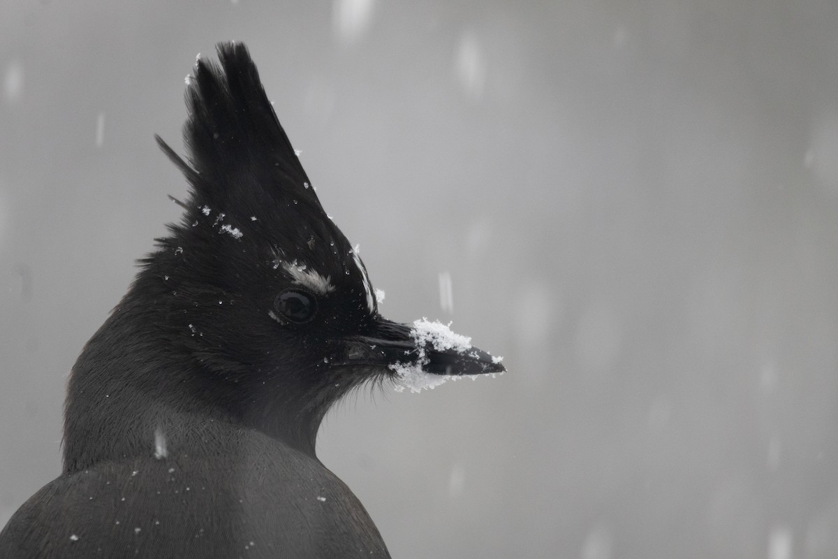 Steller Kargası - ML646994546