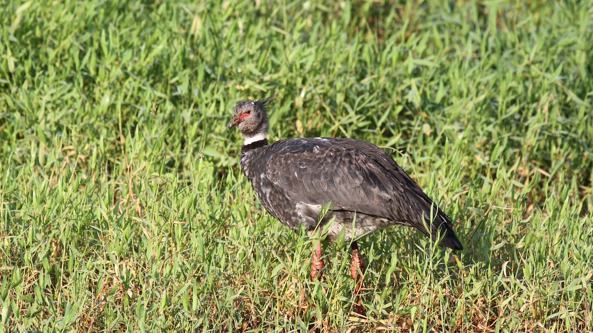 Чайя аргентинська - ML646994547