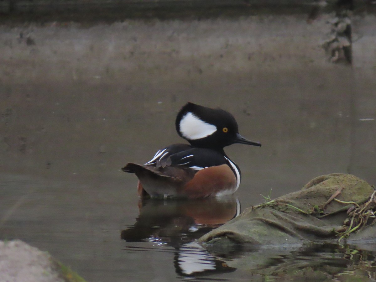 morčák chocholatý - ML646994548