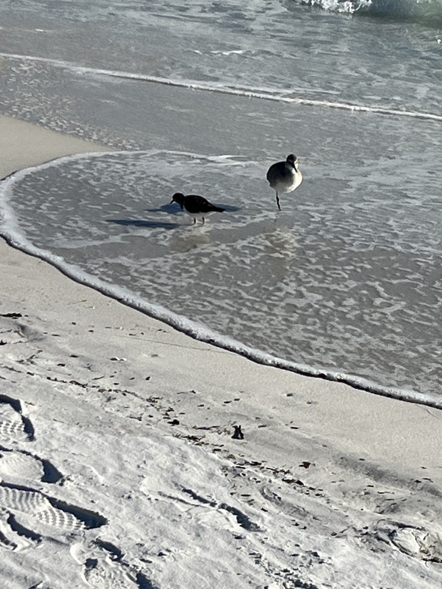 Ruddy Turnstone - ML646994550
