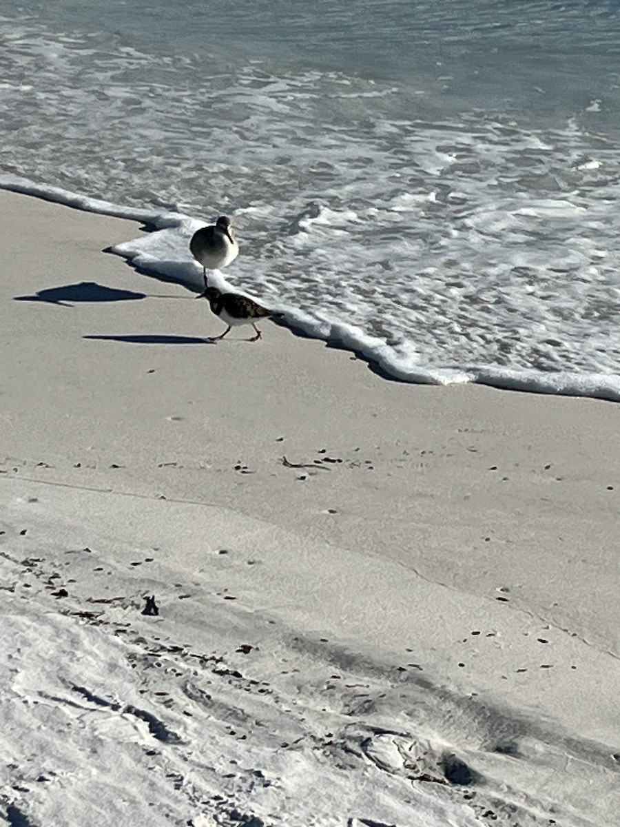 Ruddy Turnstone - ML646994551