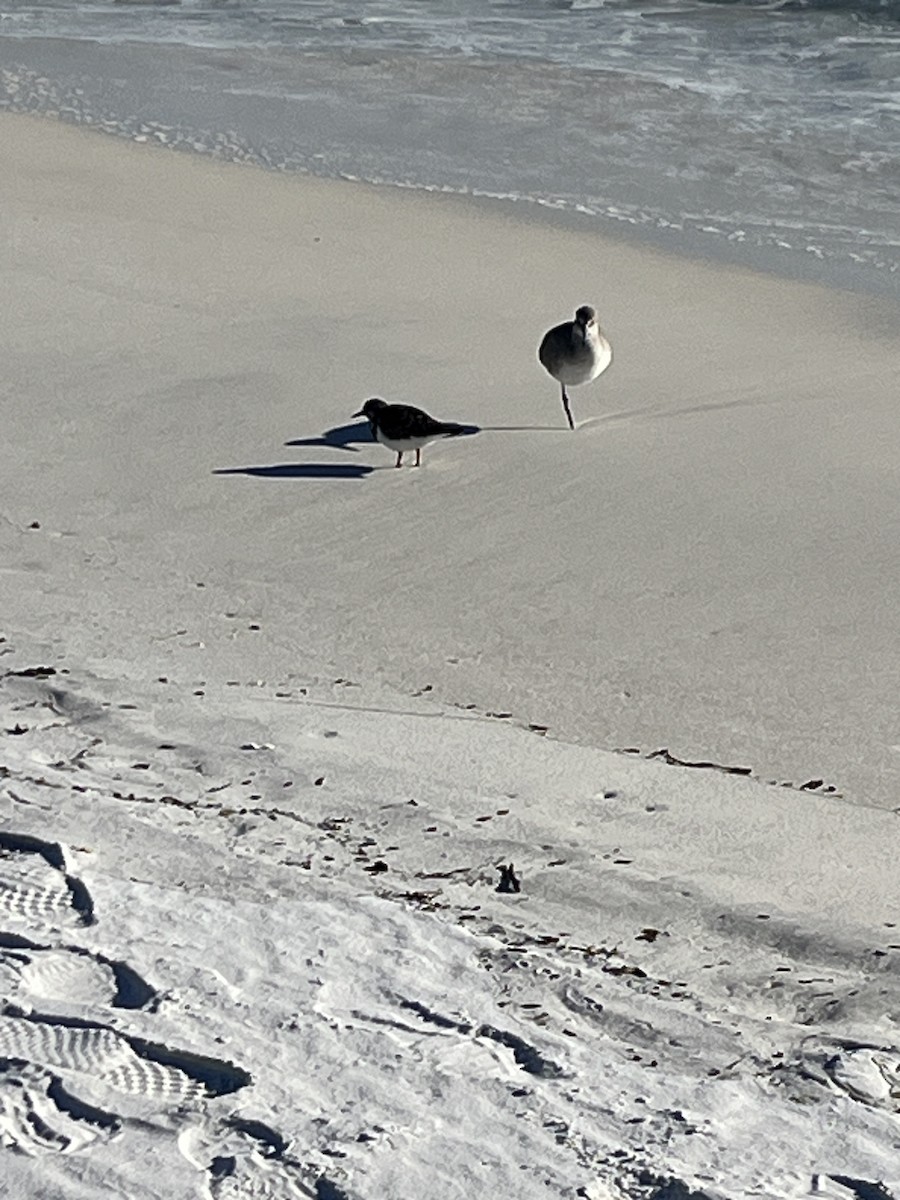 Ruddy Turnstone - ML646994552