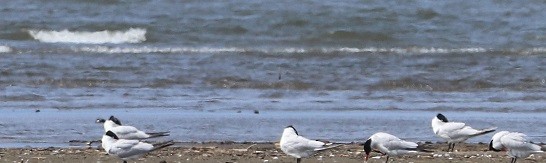 Pagaza Piquirroja - ML646994554