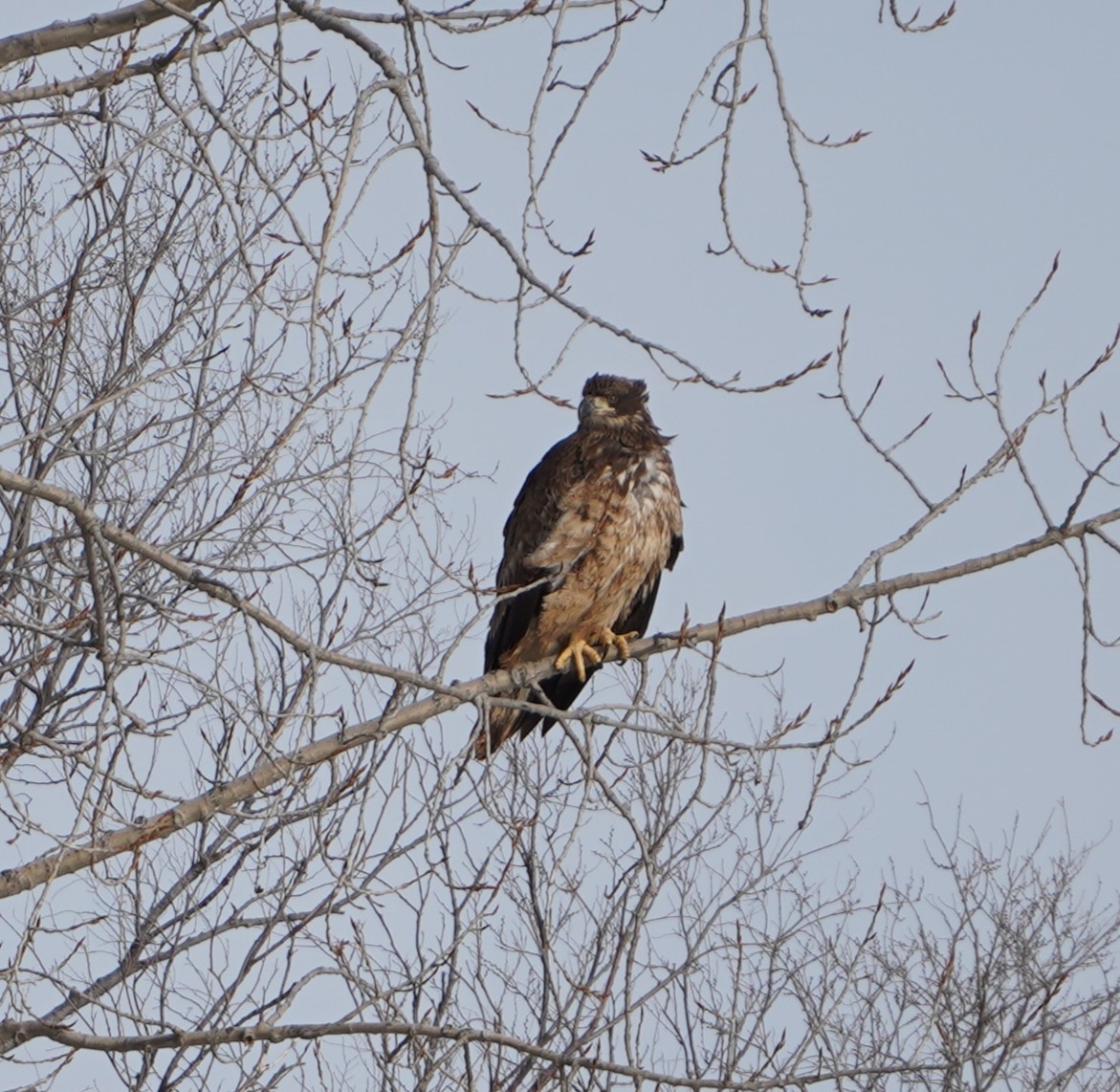 Bald Eagle - ML646994556