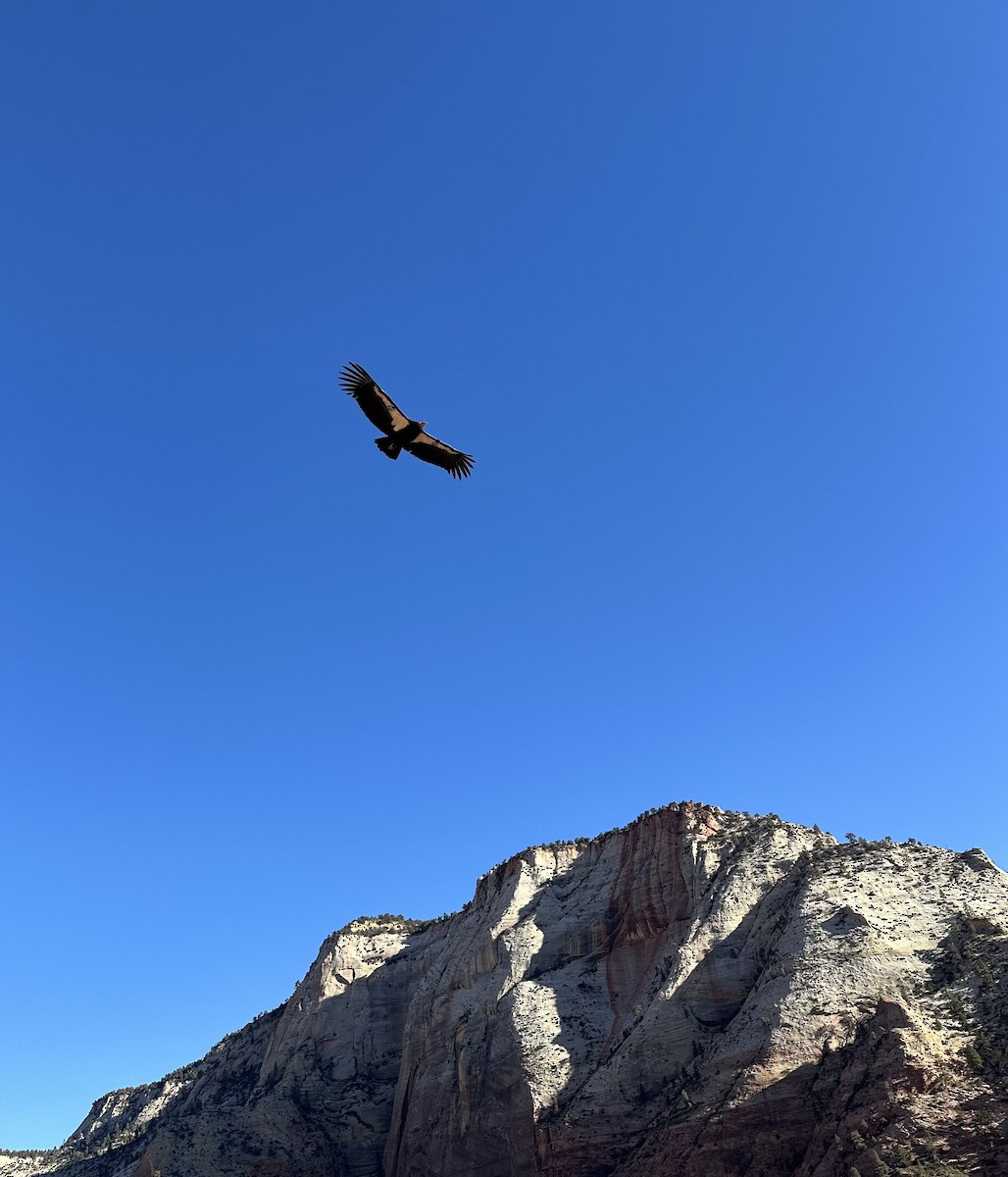 California Condor - ML646994559