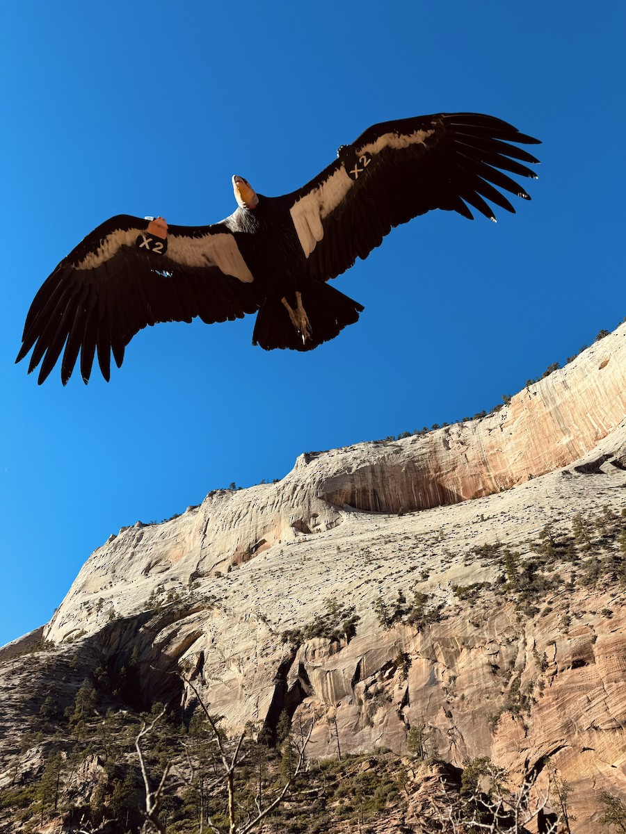 California Condor - ML646994560