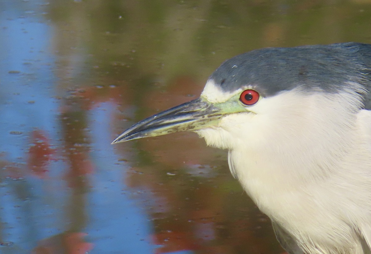 Bihoreau gris - ML646994561