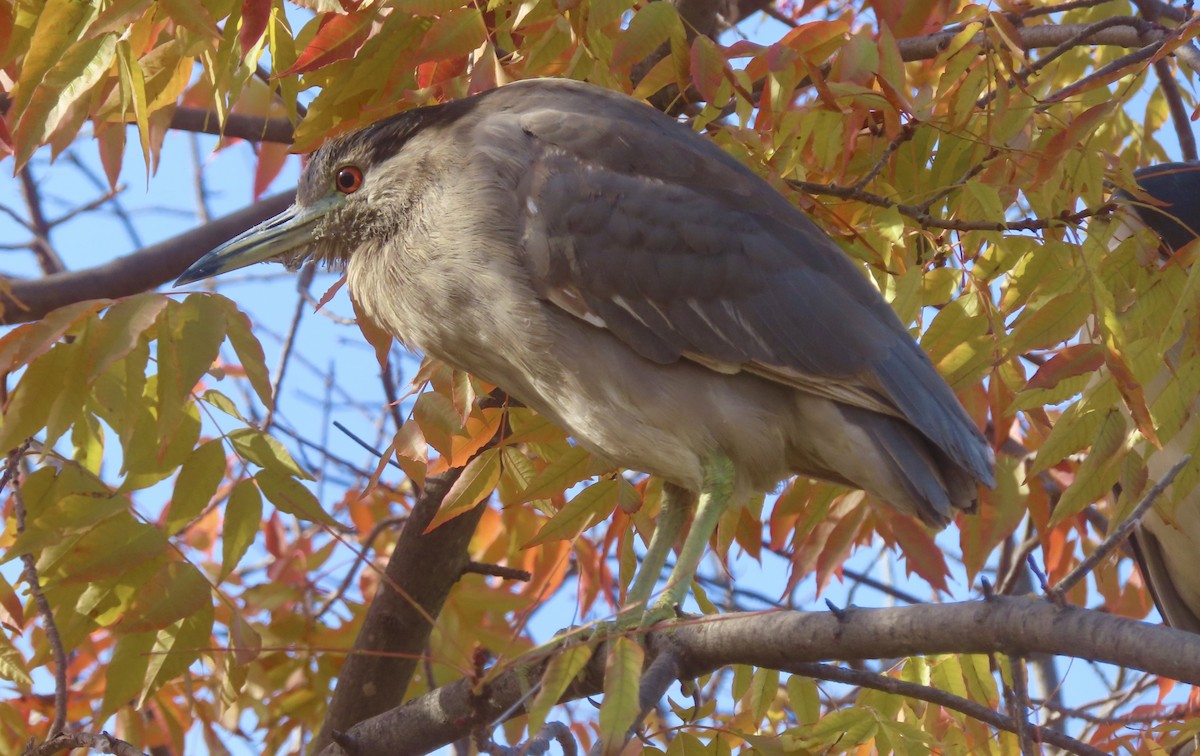 Bihoreau gris - ML646994562