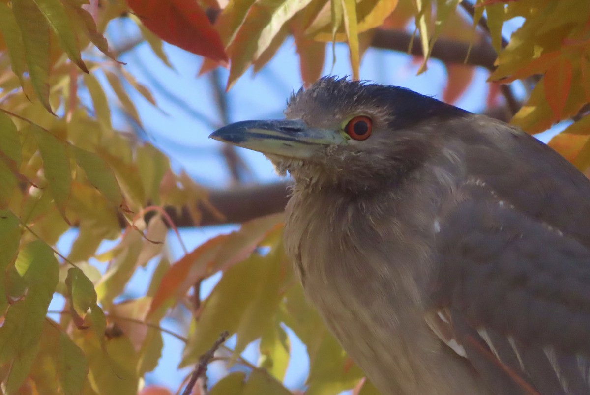 Bihoreau gris - ML646994563