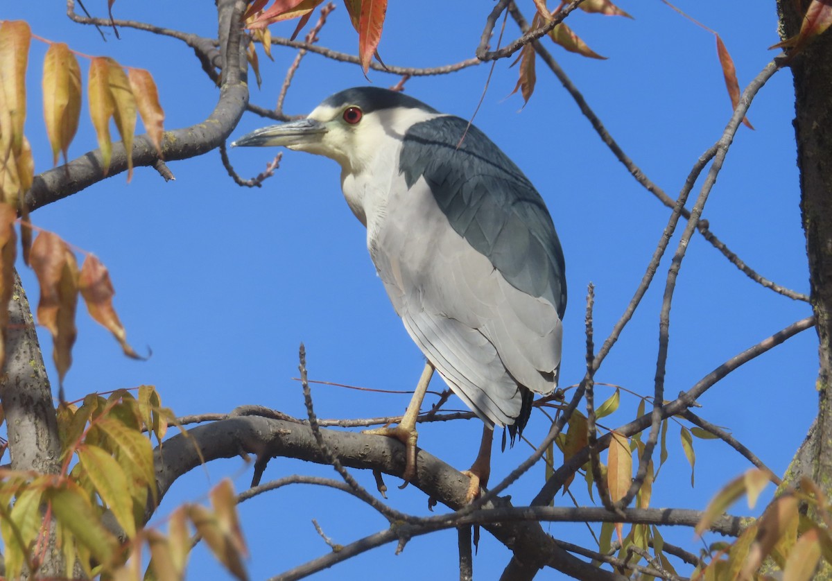 Bihoreau gris - ML646994564
