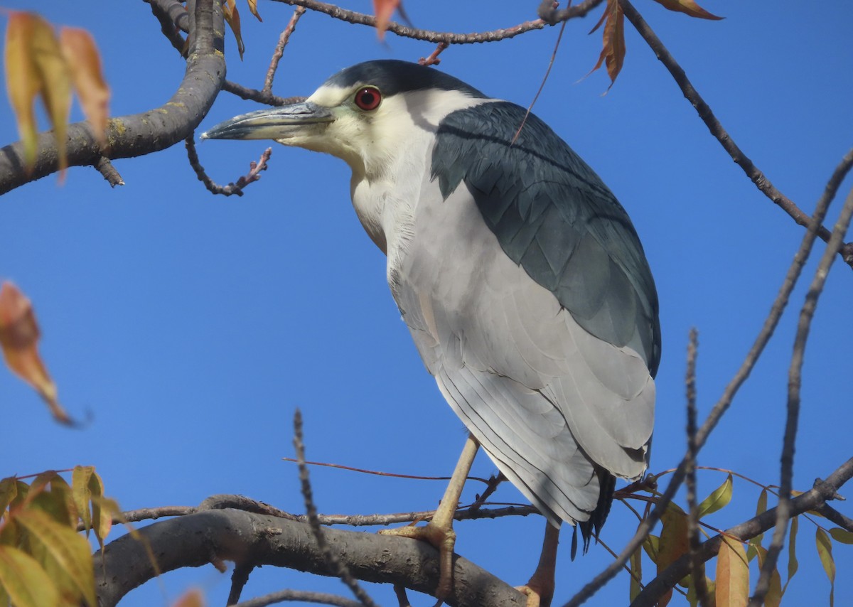 Bihoreau gris - ML646994565