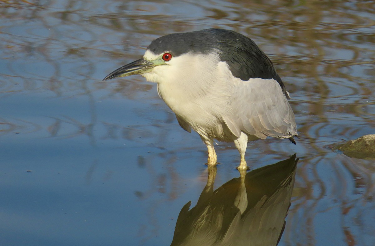 Bihoreau gris - ML646994566