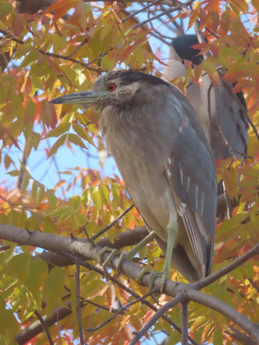Bihoreau gris - ML646994567
