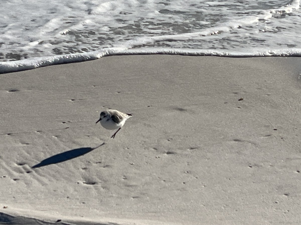 Sanderling - ML646994576