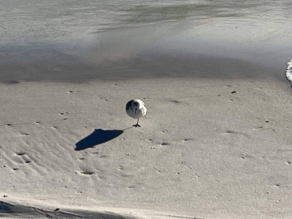 Sanderling - ML646994577