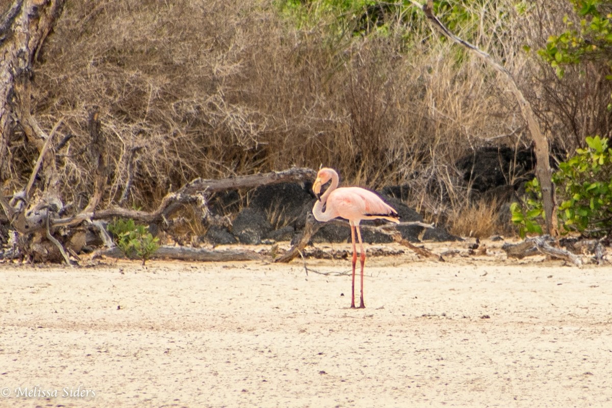 American Flamingo - ML646994580