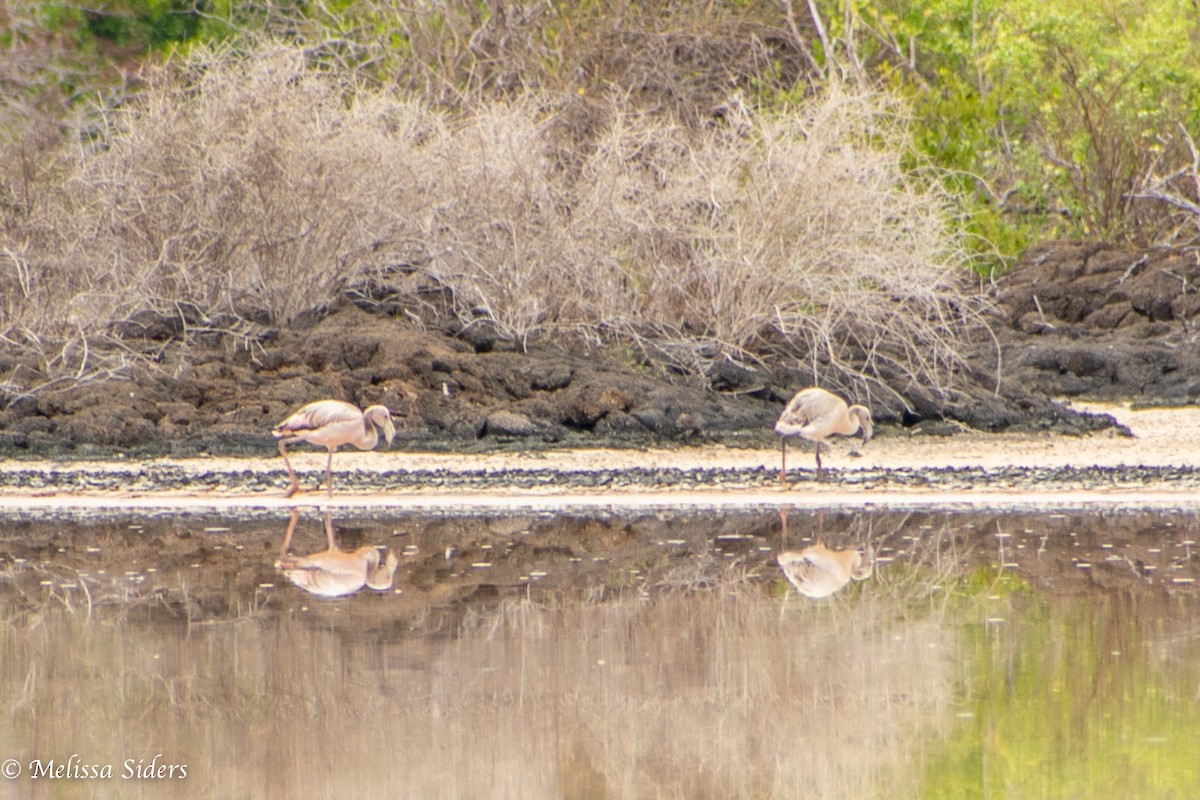 American Flamingo - ML646994581