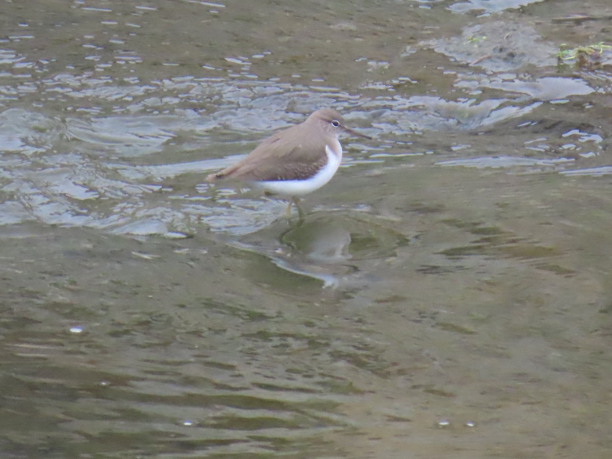 アメリカイソシギ - ML646994582