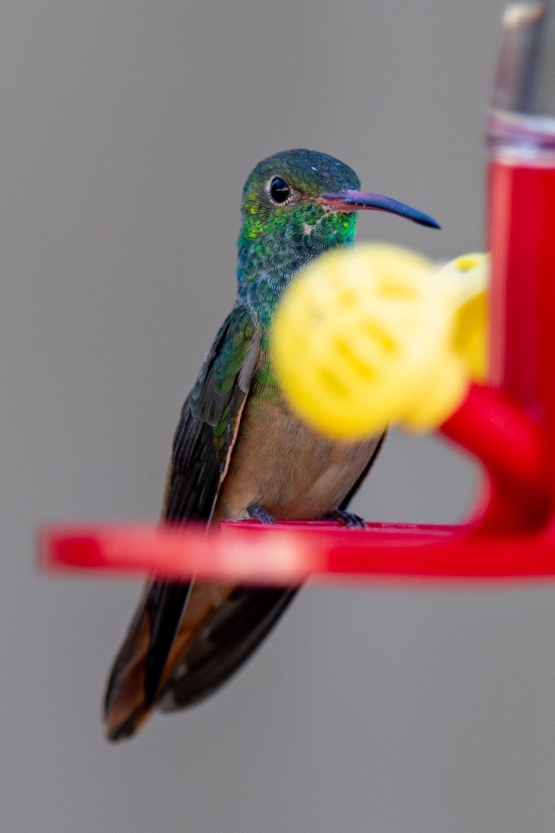 Buff-bellied Hummingbird - ML646994583