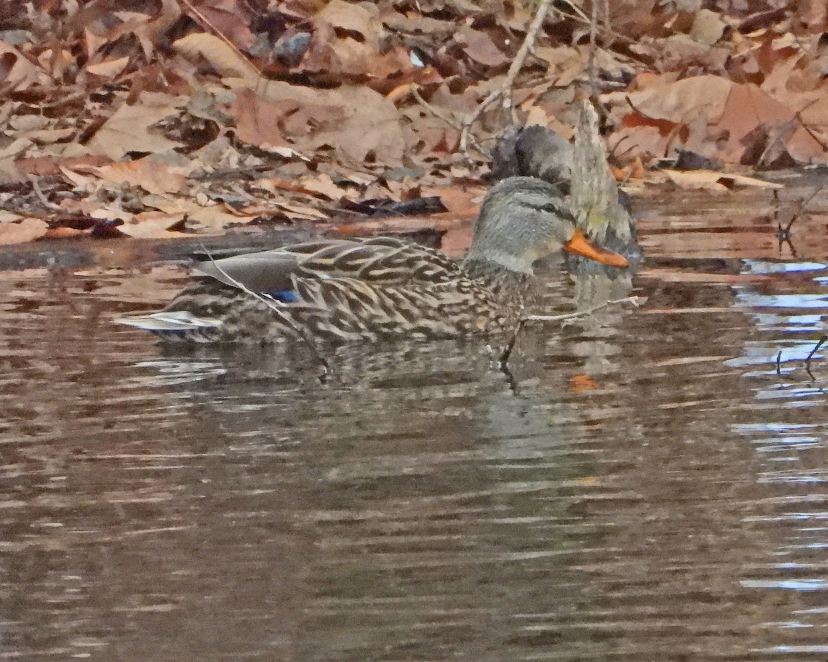 Mallard - ML646994590