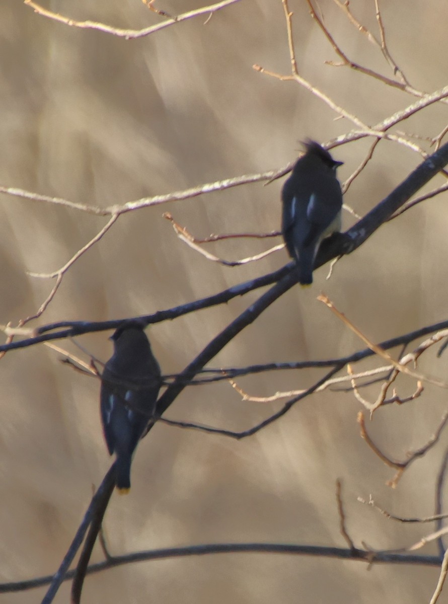 Cedar Waxwing - ML646994594