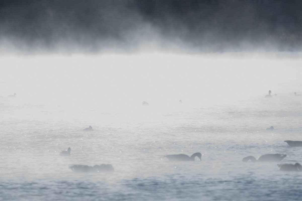 ברנטה קנדית - ML646994596
