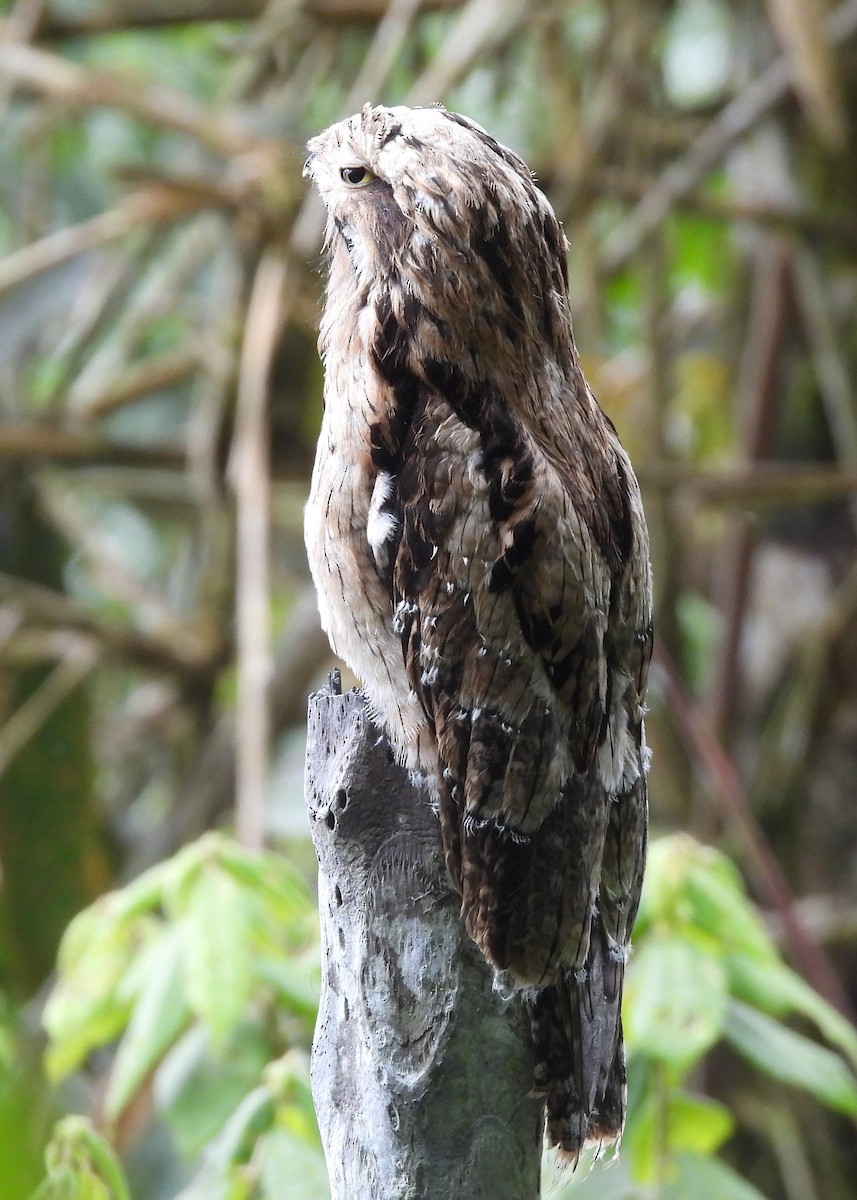Common Potoo - ML646994597
