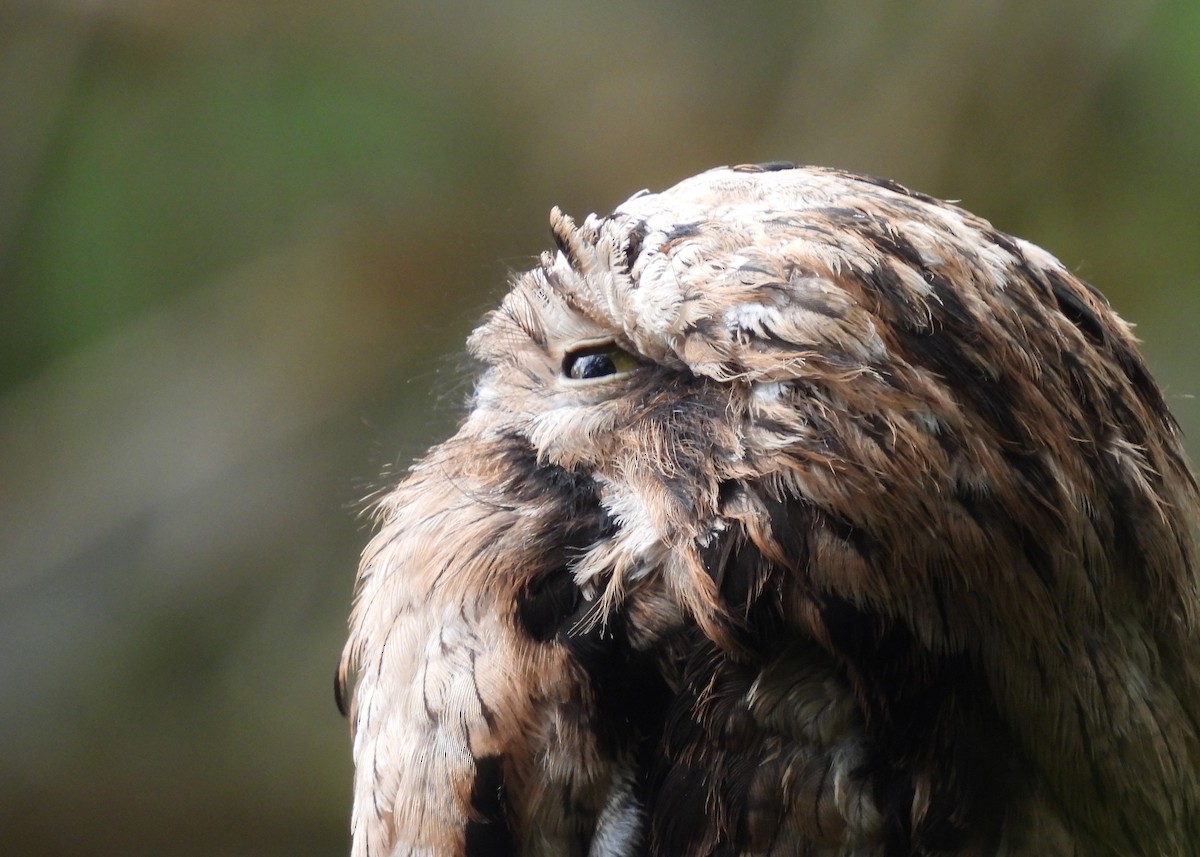 Common Potoo - ML646994598