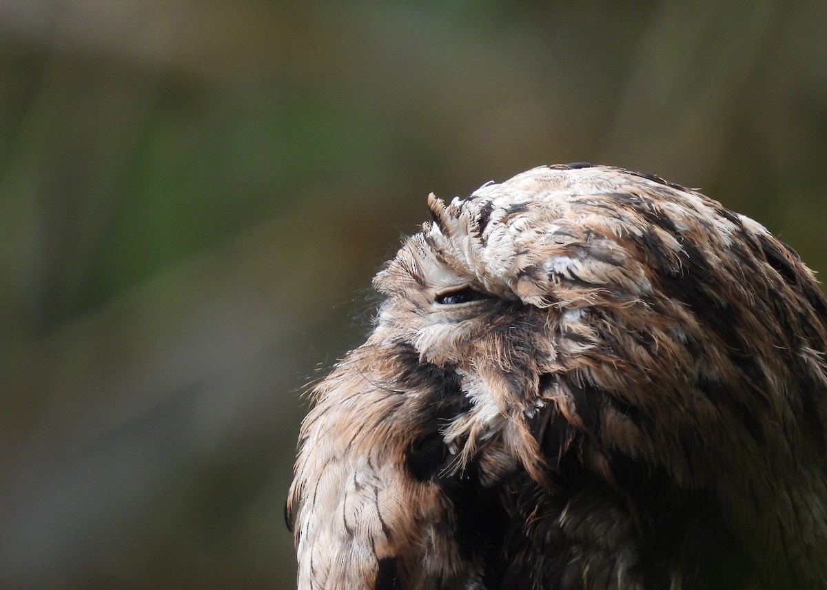 Common Potoo - ML646994599