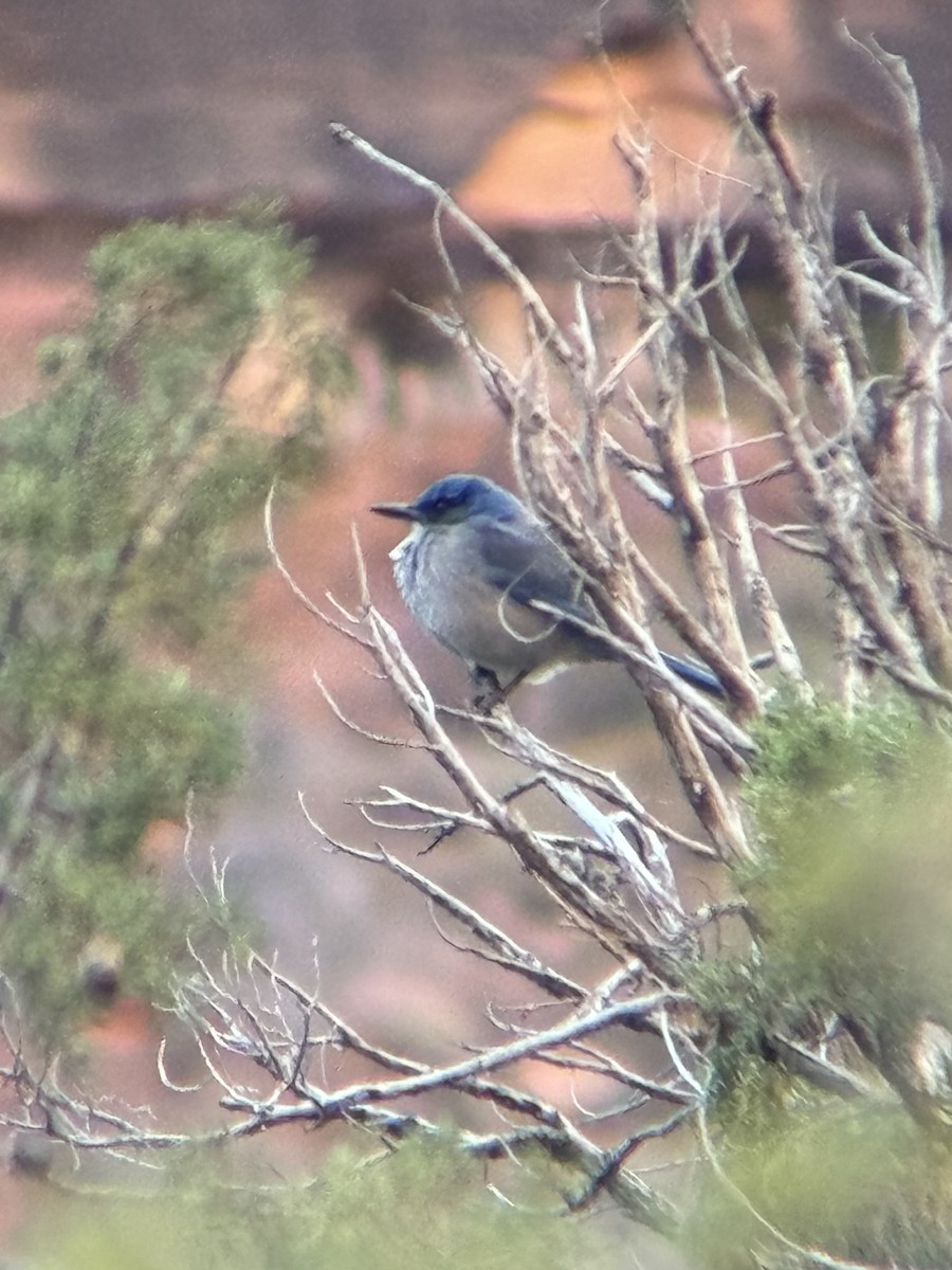 Woodhouse's Scrub-Jay - ML646994600
