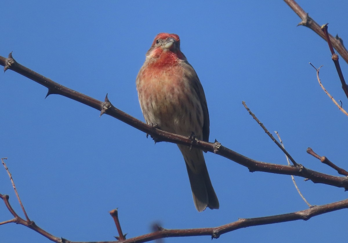 Roselin familier - ML646994601