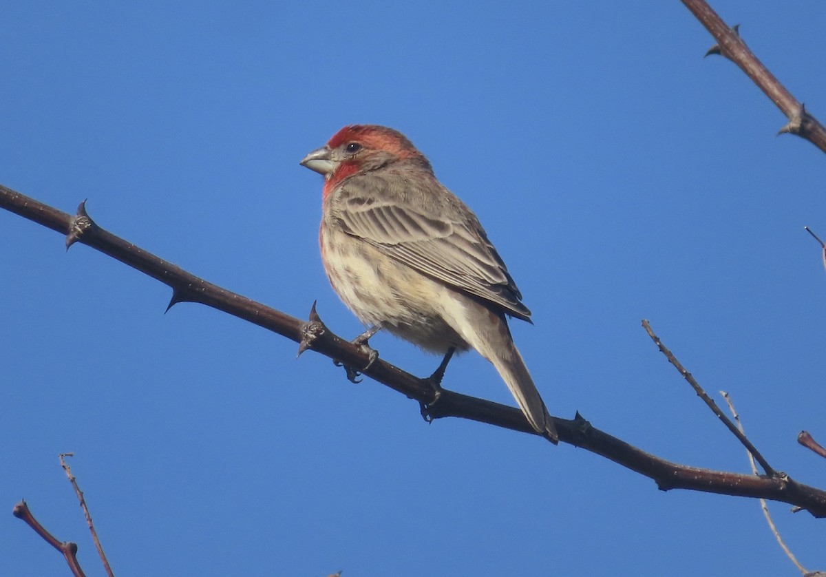 Roselin familier - ML646994602