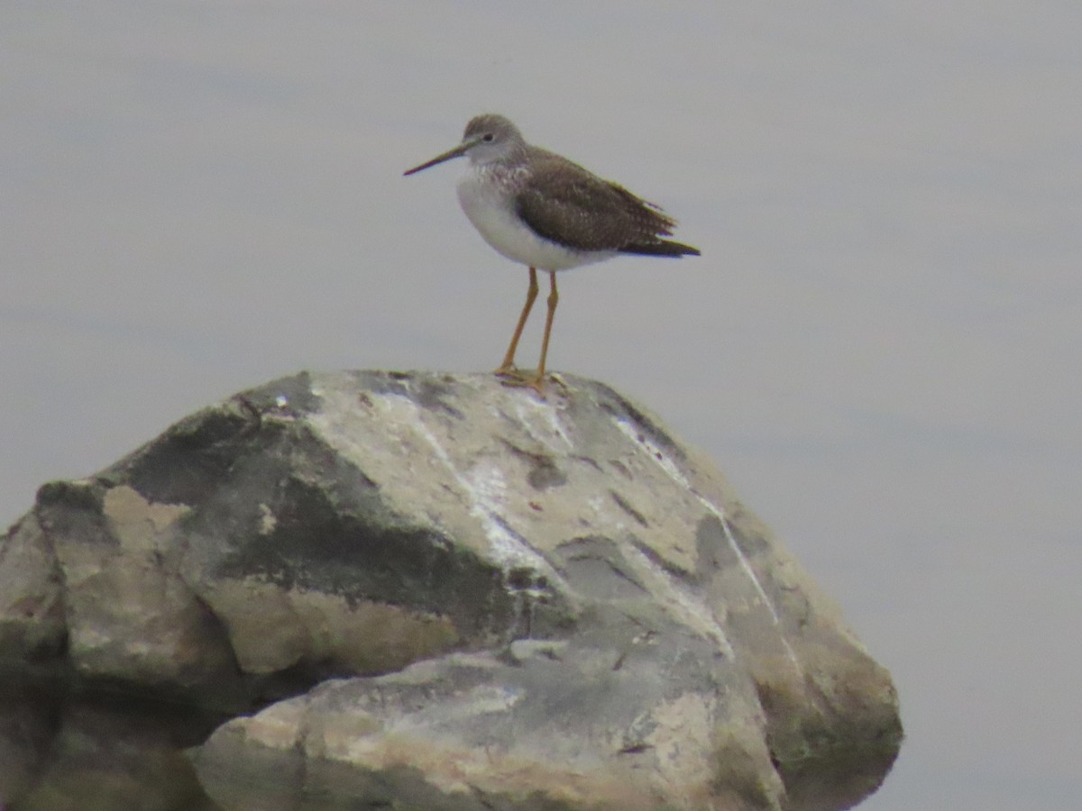 vodouš velký - ML646994603