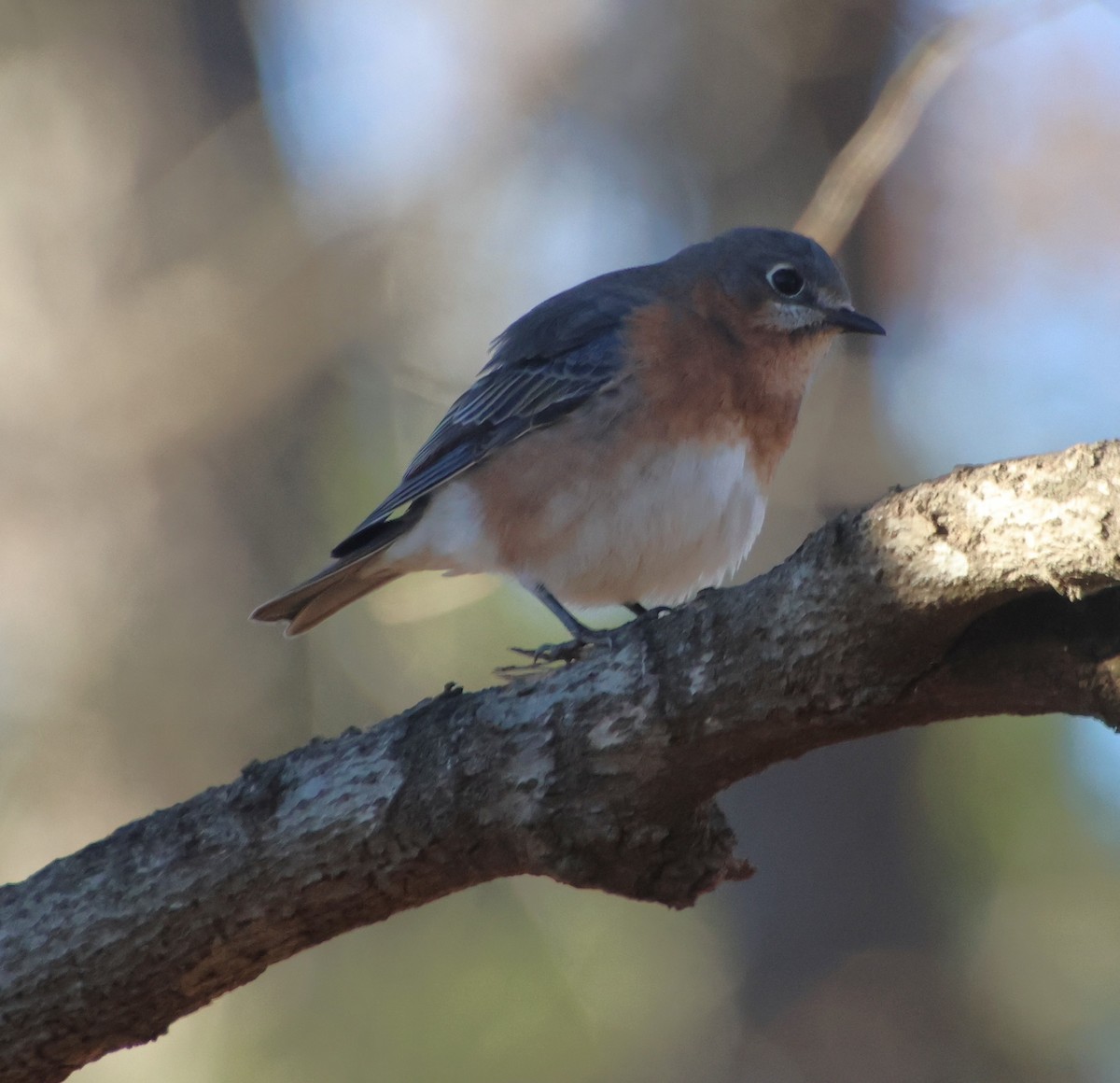 Doğulu Mavi Ardıç - ML646994606