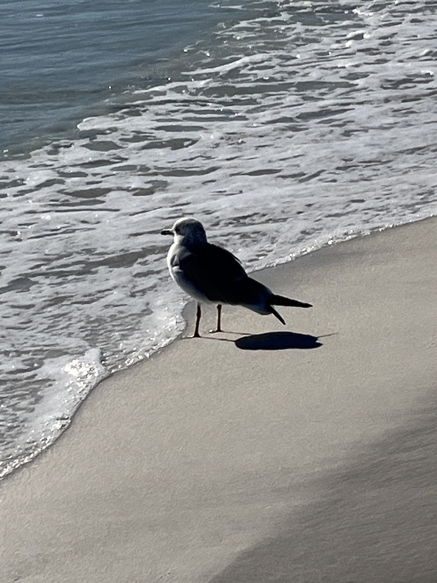 Laughing Gull - ML646994607
