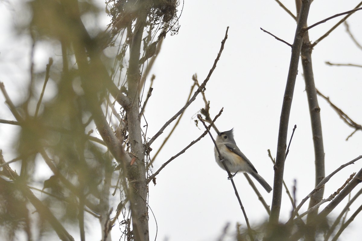 gråduskmeis - ML646994609