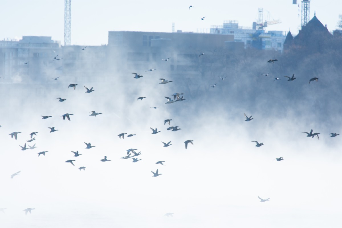מרגון גדול - ML646994610